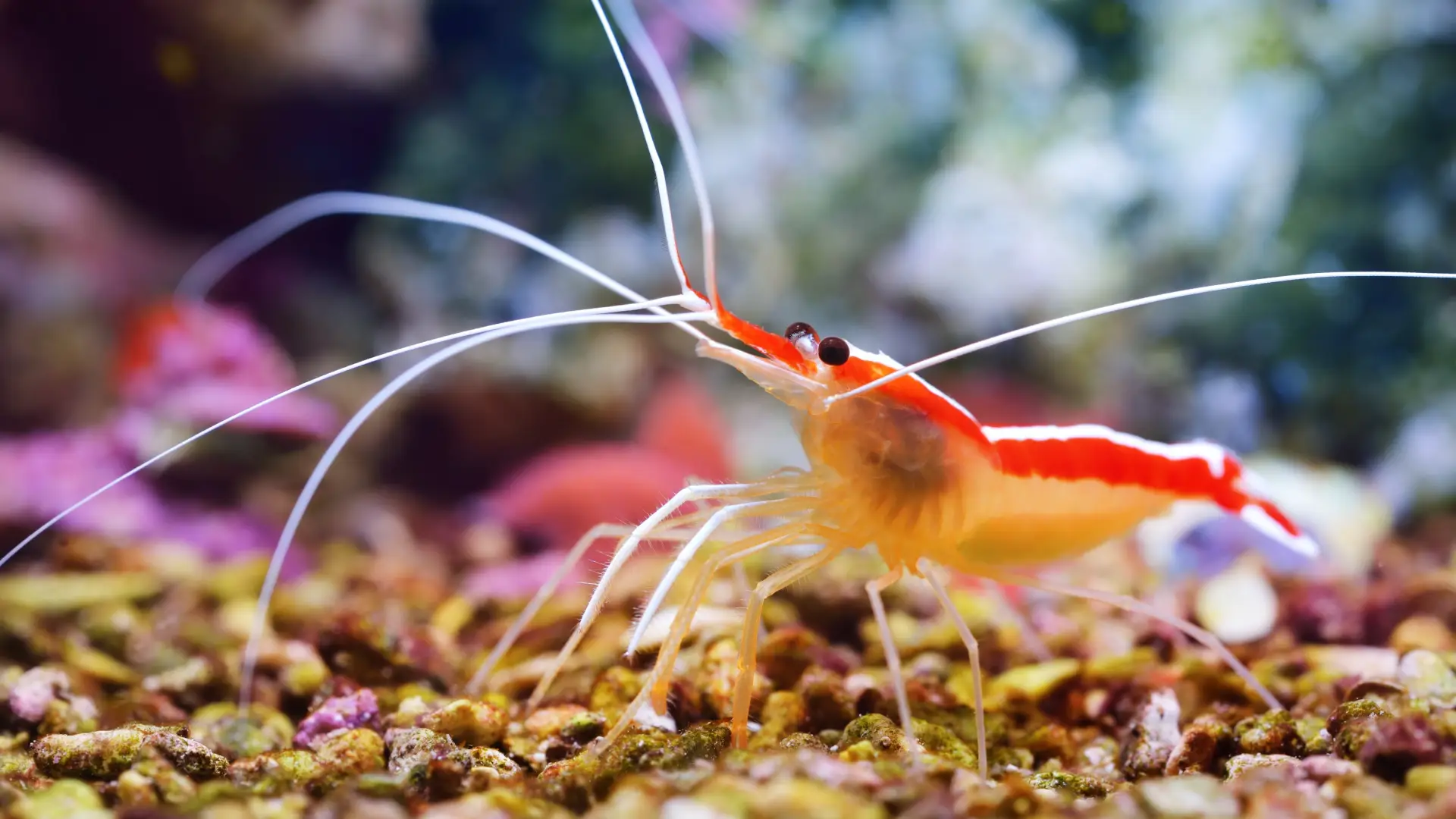 The Cleaner Fish of Bohol: A Guide to the Reef's Unsung Heroes 3 Cleaner Shrimp