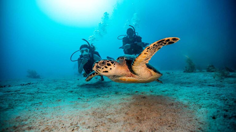 Divers with Turtle