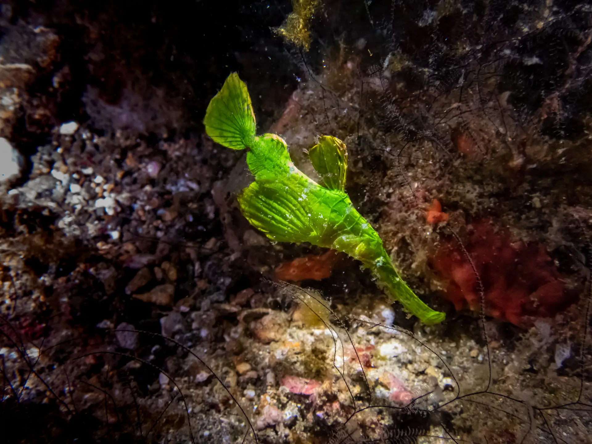 Ghost Pipefish in Bohol: A Guide to Finding These Elusive Creatures 3 Halimeda Ghost Pipefish