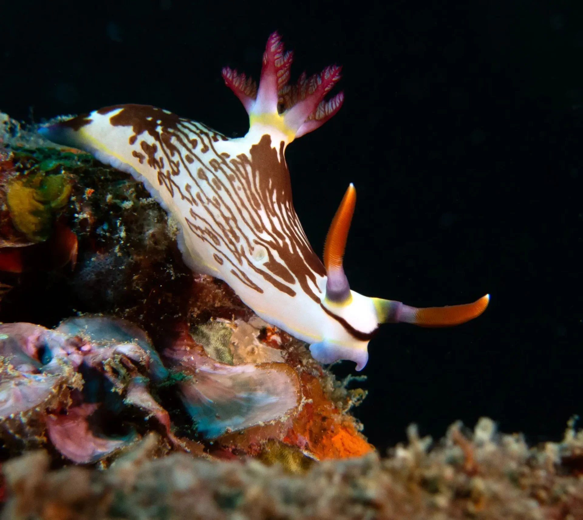 Nudibranch