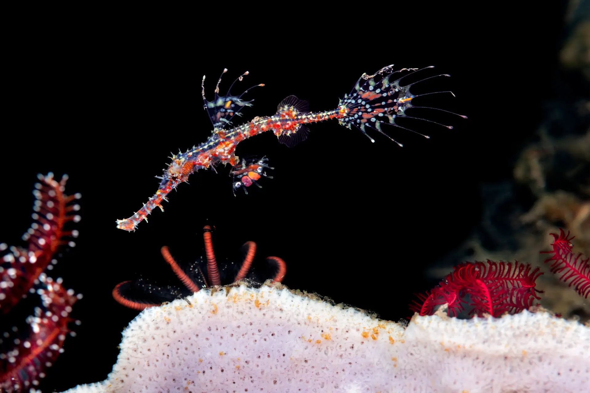 Ghost Pipefish in Bohol: A Guide to Finding These Elusive Creatures 1 Ornate Ghost Pipefish
