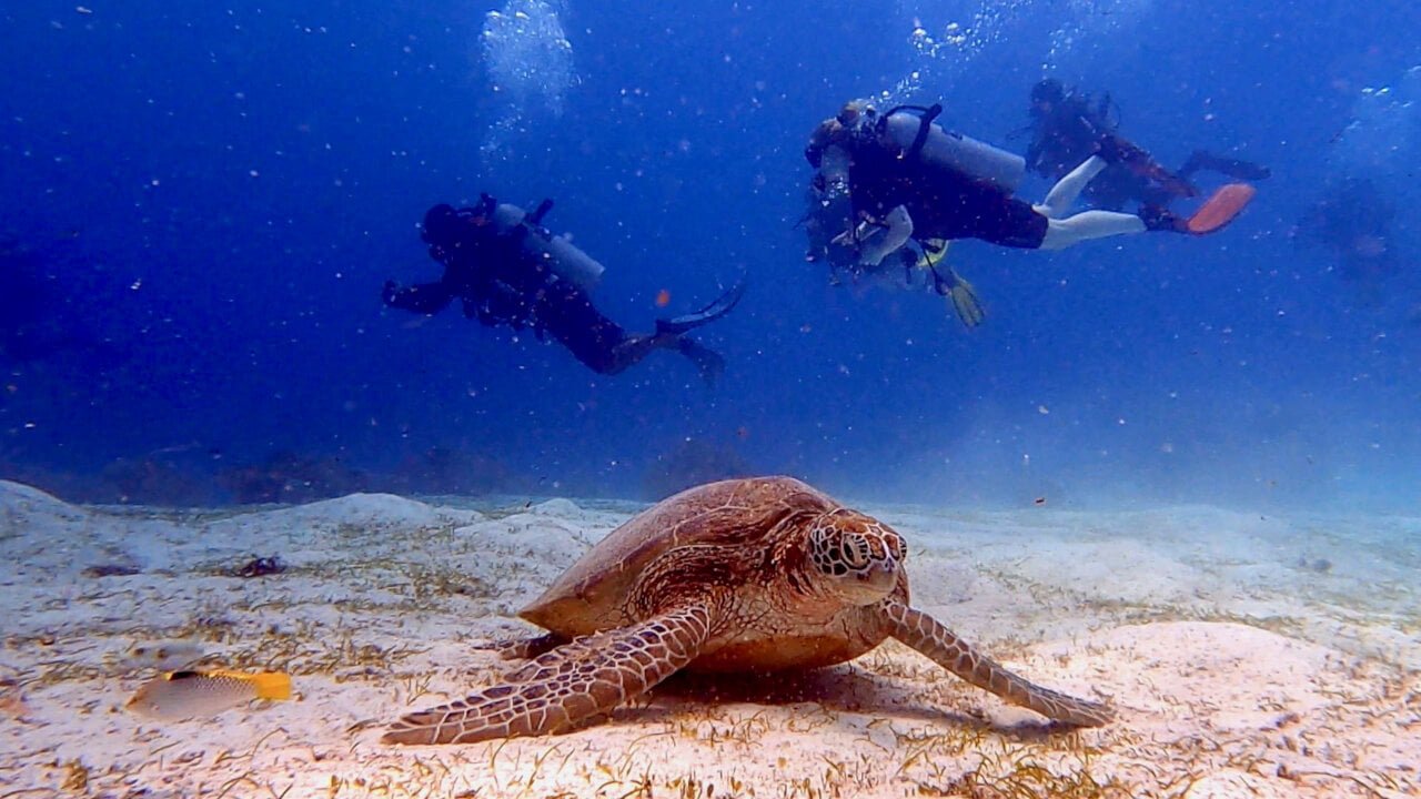 Why Bohol is One of the Best Places in the Philippines to See Sea Turtles 1 Pic5 Close Encounter With Green Sea Turtle at Balicasag Island Bohol Philippines img