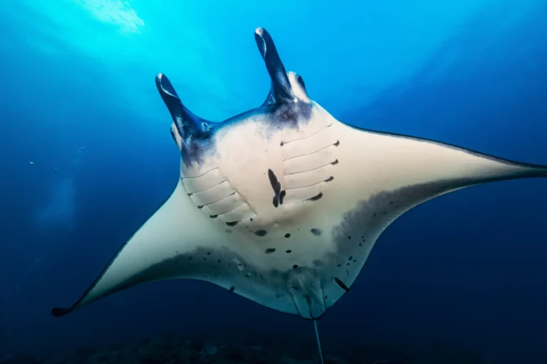 The Reef Manta Ray (Mobula alfredi)