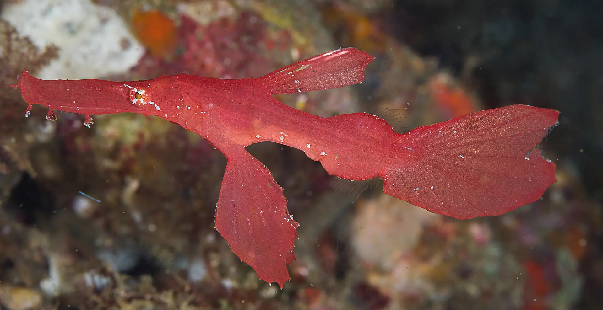 Ghost Pipefish in Bohol: A Guide to Finding These Elusive Creatures 2 Robust Ghost Pipefish2
