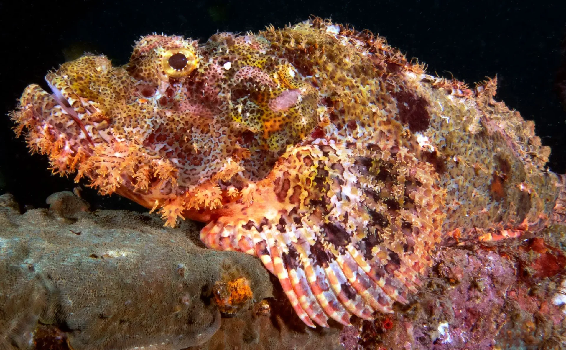 Bohol's Beautiful Animals You Should Never Handle 5 scorpionfish bohol