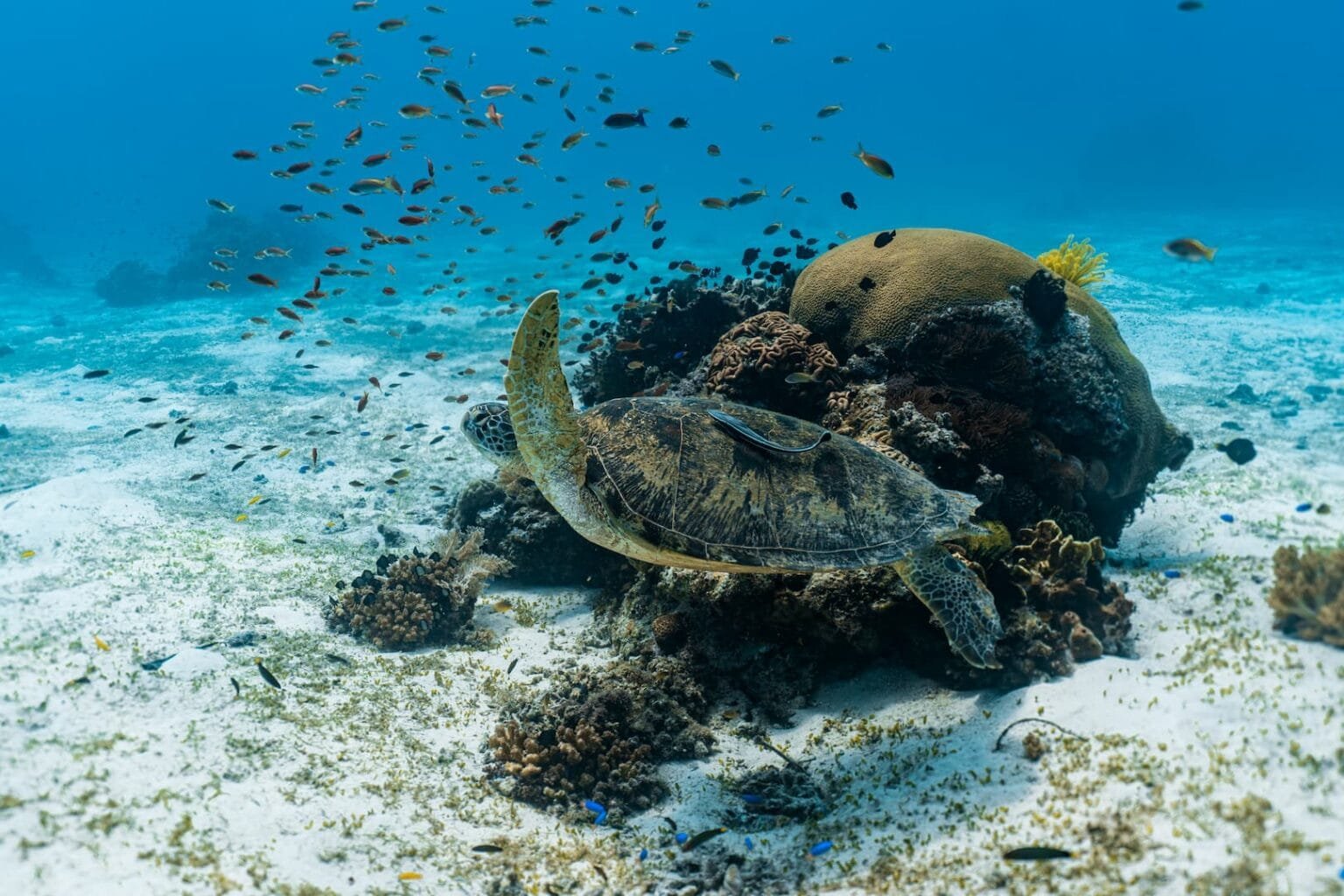 Dive Sites Of Balicasag Island – Explore Bohol’s Best Underwater Spots