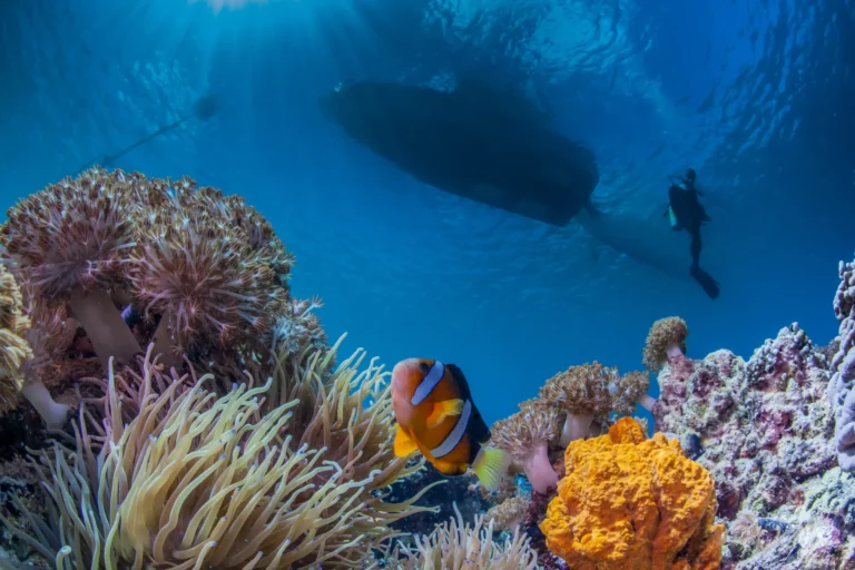 advanced open water course in bohol