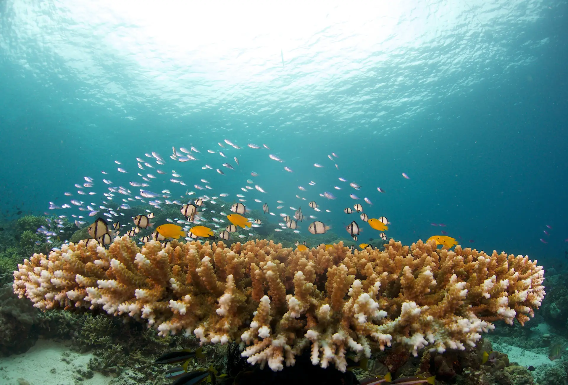 balicasag coral health