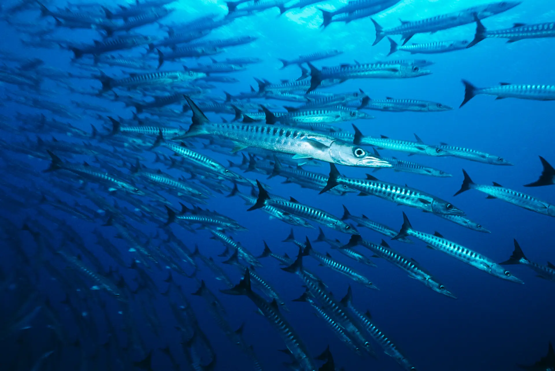 Marine Life Of Bohol 4 barracuda doljo