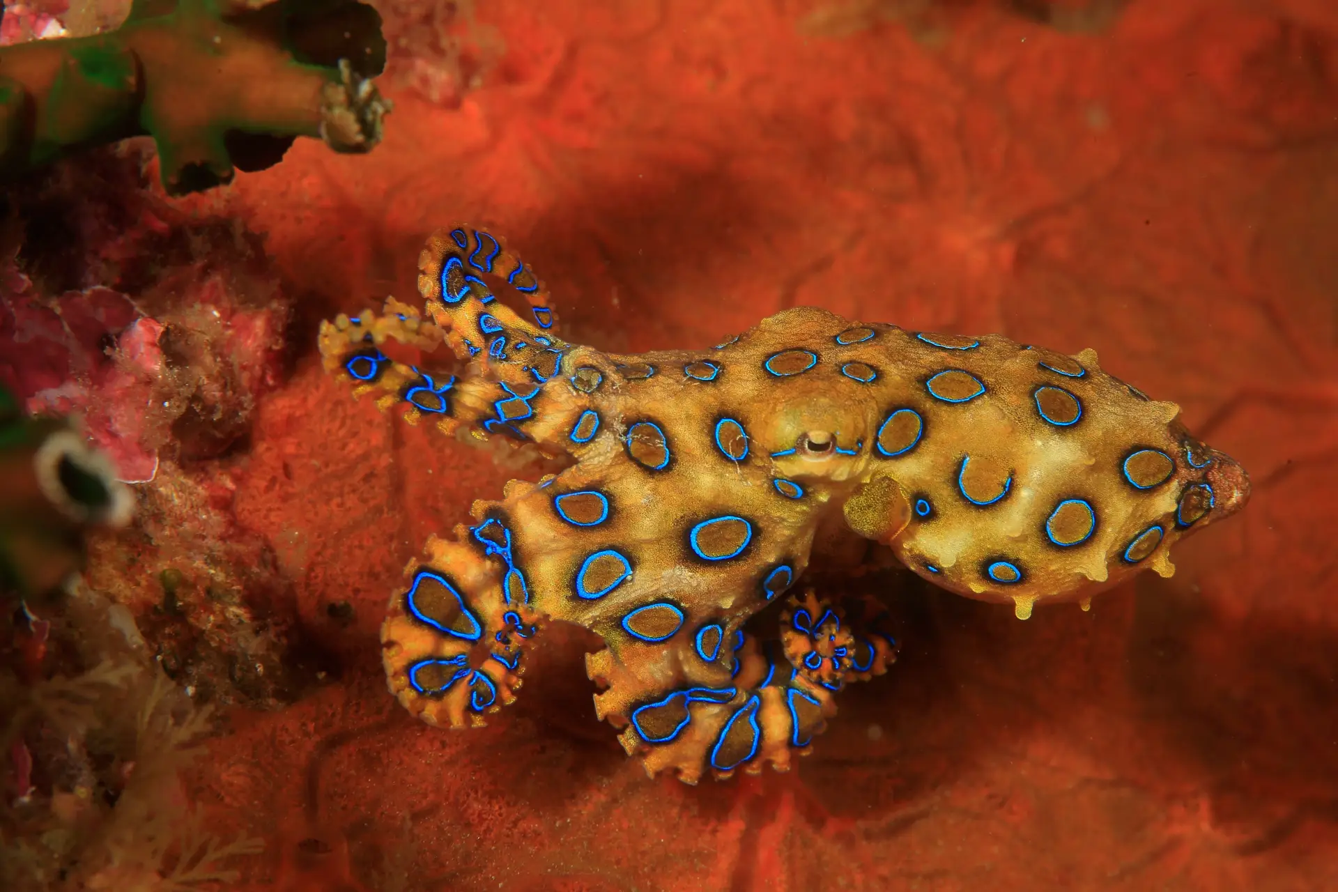 blue ring octopus