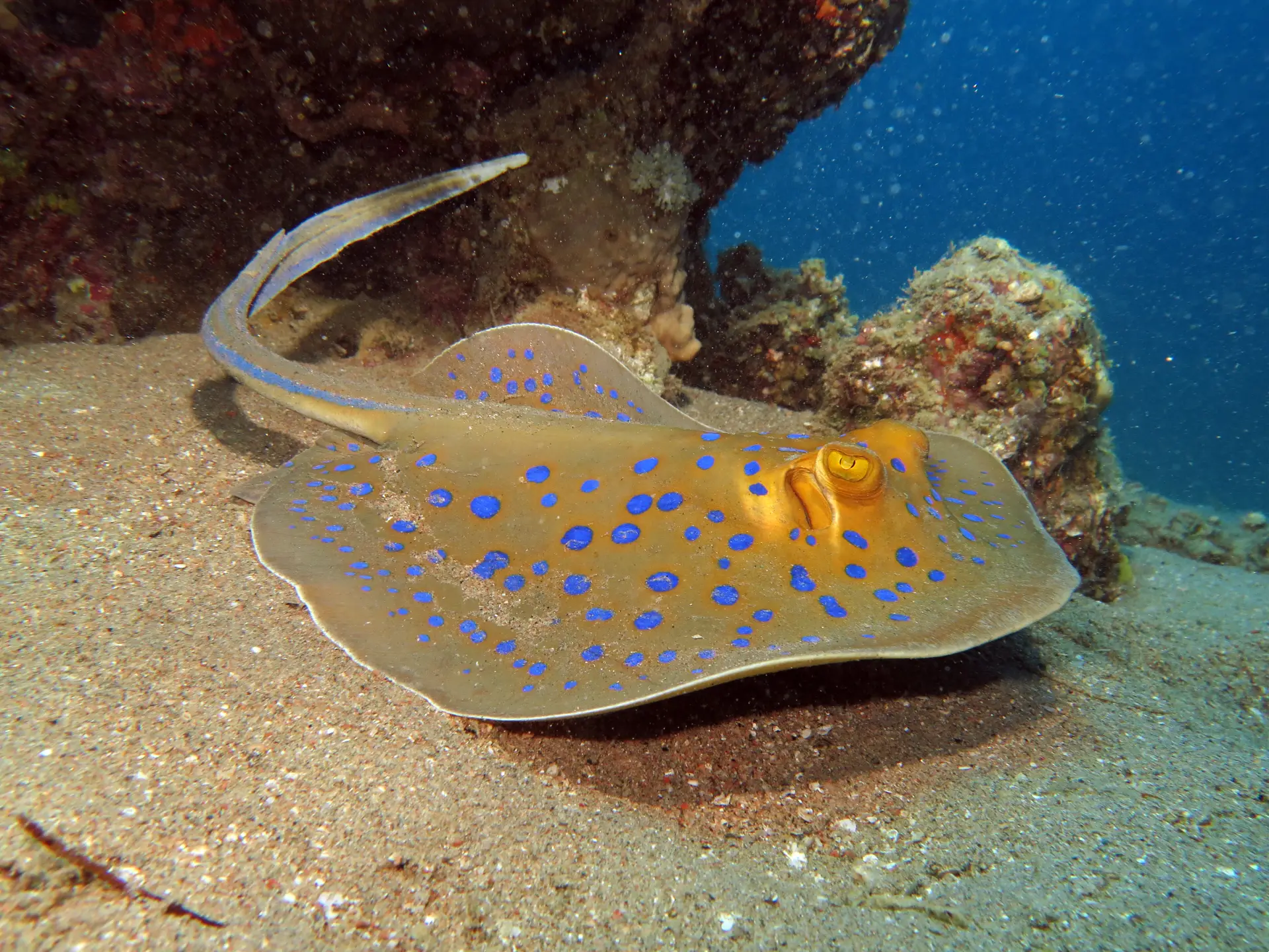 blue spotted fantail ray