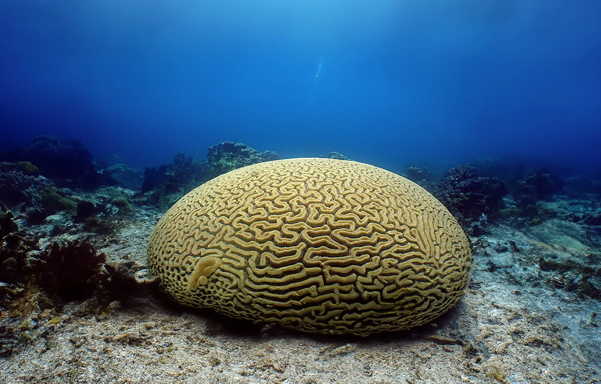 A Diver's Guide to the Coral Reefs of Bohol 2 braincoral