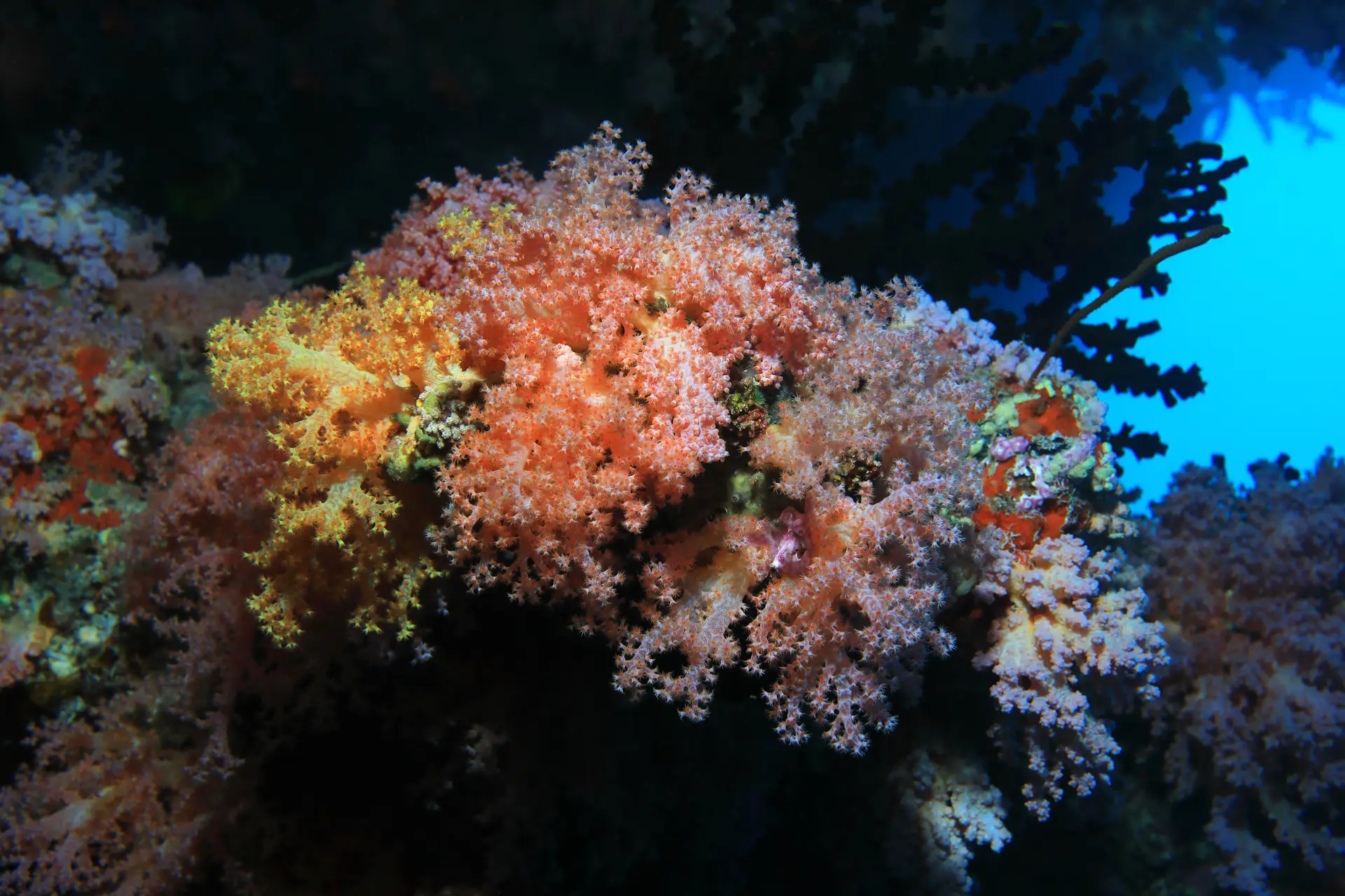 Bohol Weather Month-by-Month: When Is the Best Time to Dive? 2 cleanerfish