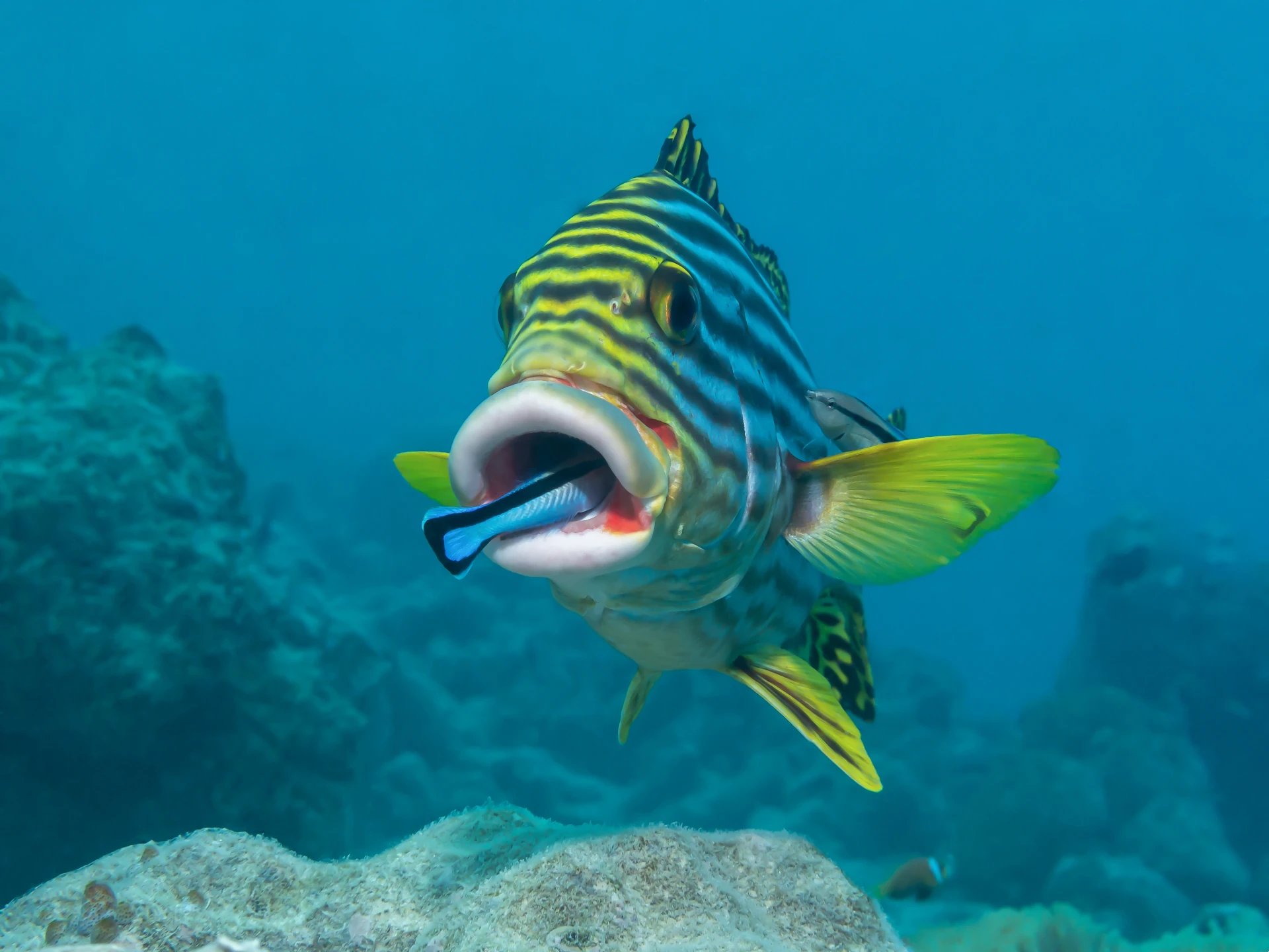 The Cleaner Fish of Bohol: A Guide to the Reef's Unsung Heroes 2 cleanerfishagain