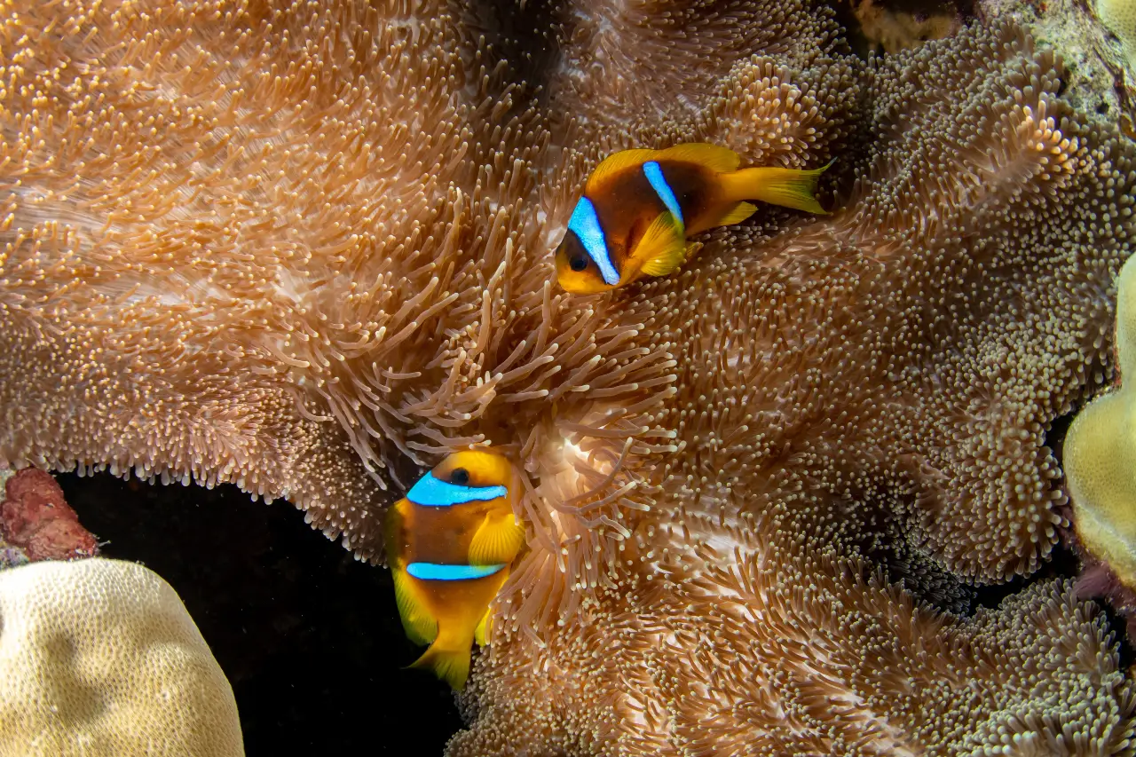 The Enduring Charm of Bohol's Clownfish: A Diver's Guide to Finding Nemo 2 clownfish in balicasag