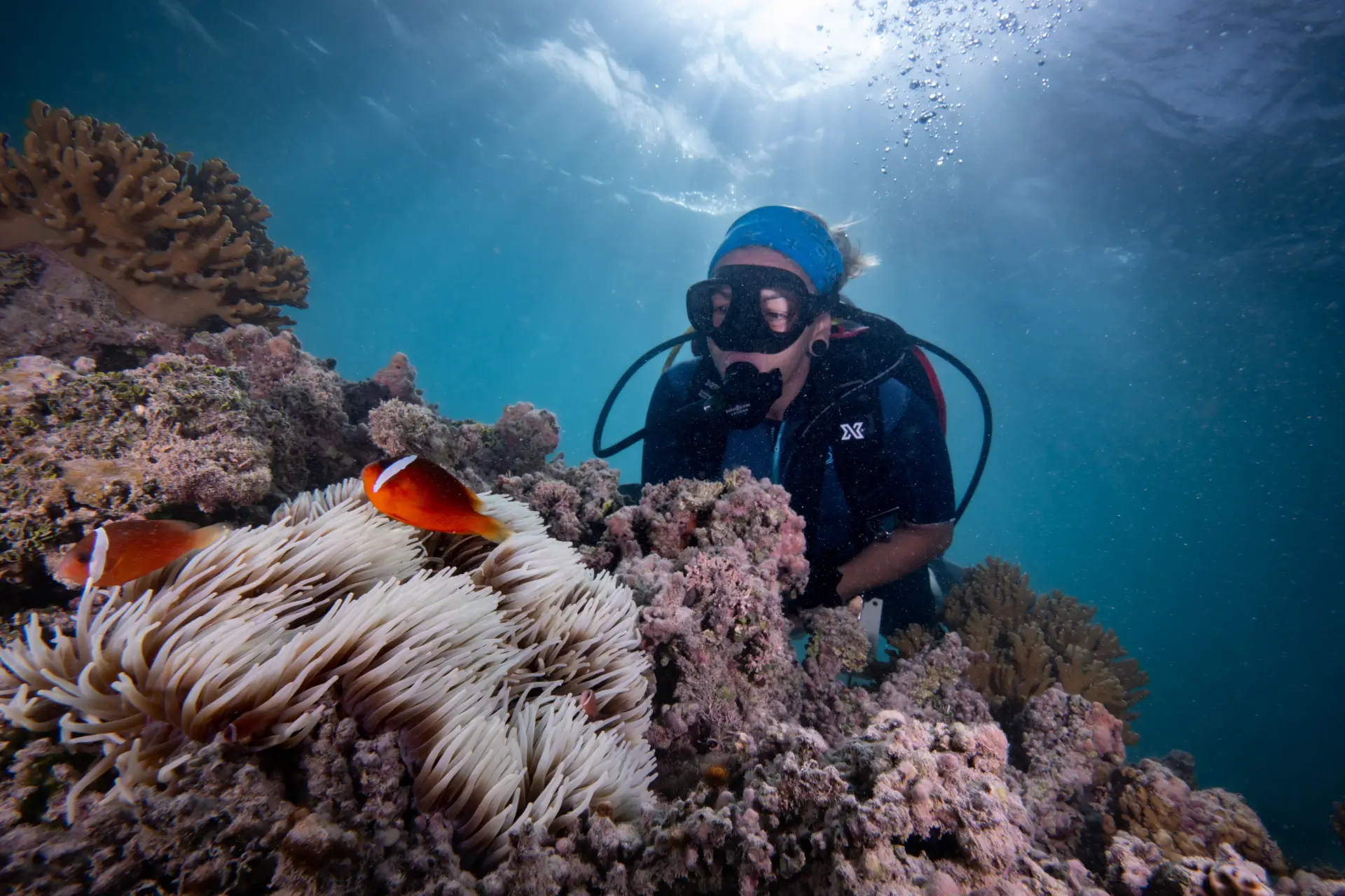 clownfish in doljo point bohol