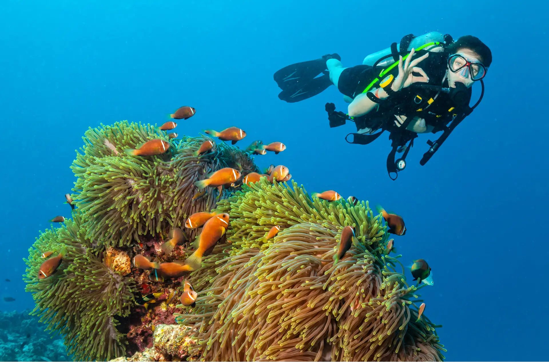 The Enduring Charm of Bohol's Clownfish: A Diver's Guide to Finding Nemo 1 clownfish in philippines