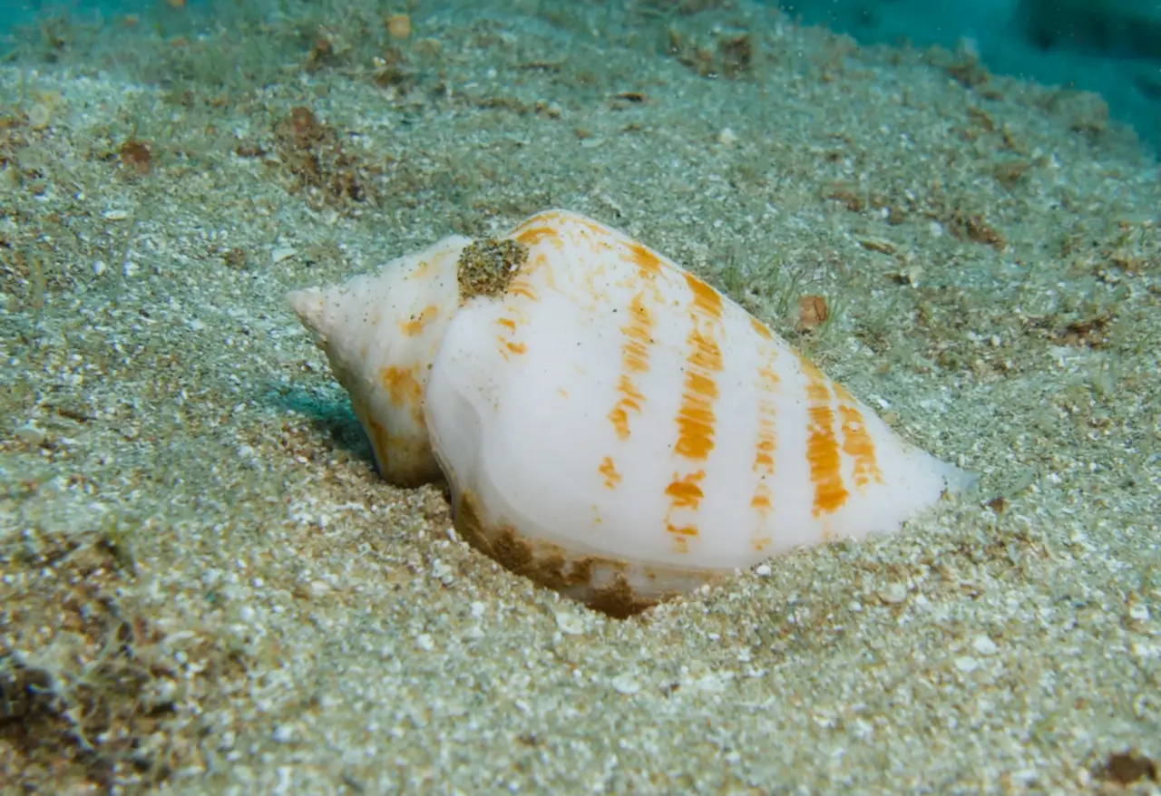 Bohol's Beautiful Animals You Should Never Handle 2 conesnail