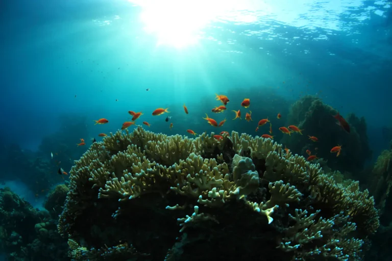conservation underwater in Bohol