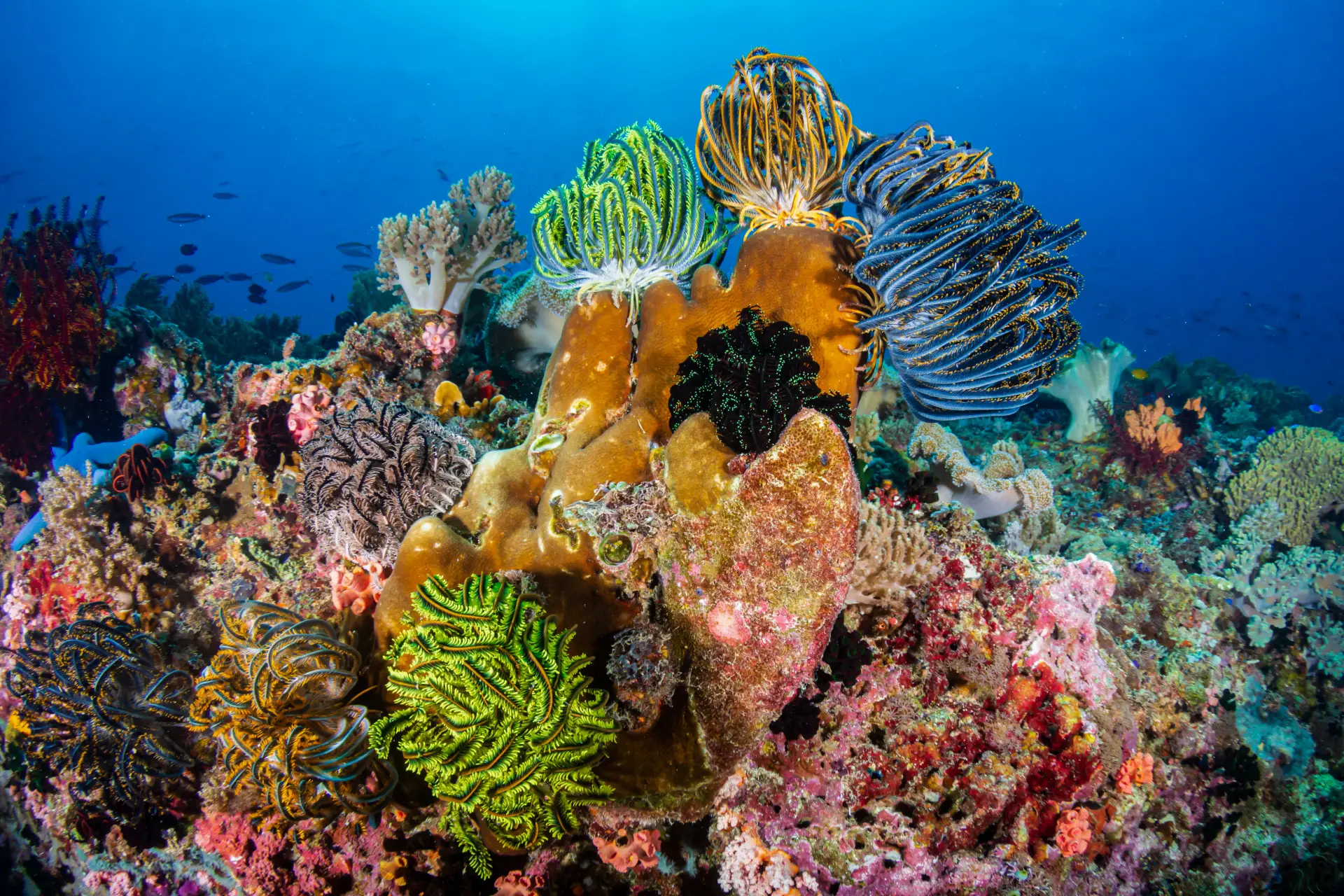 The Secret Language of Coral: How Reefs Communicate and Respond to the Environment 1 coralboholcommunication