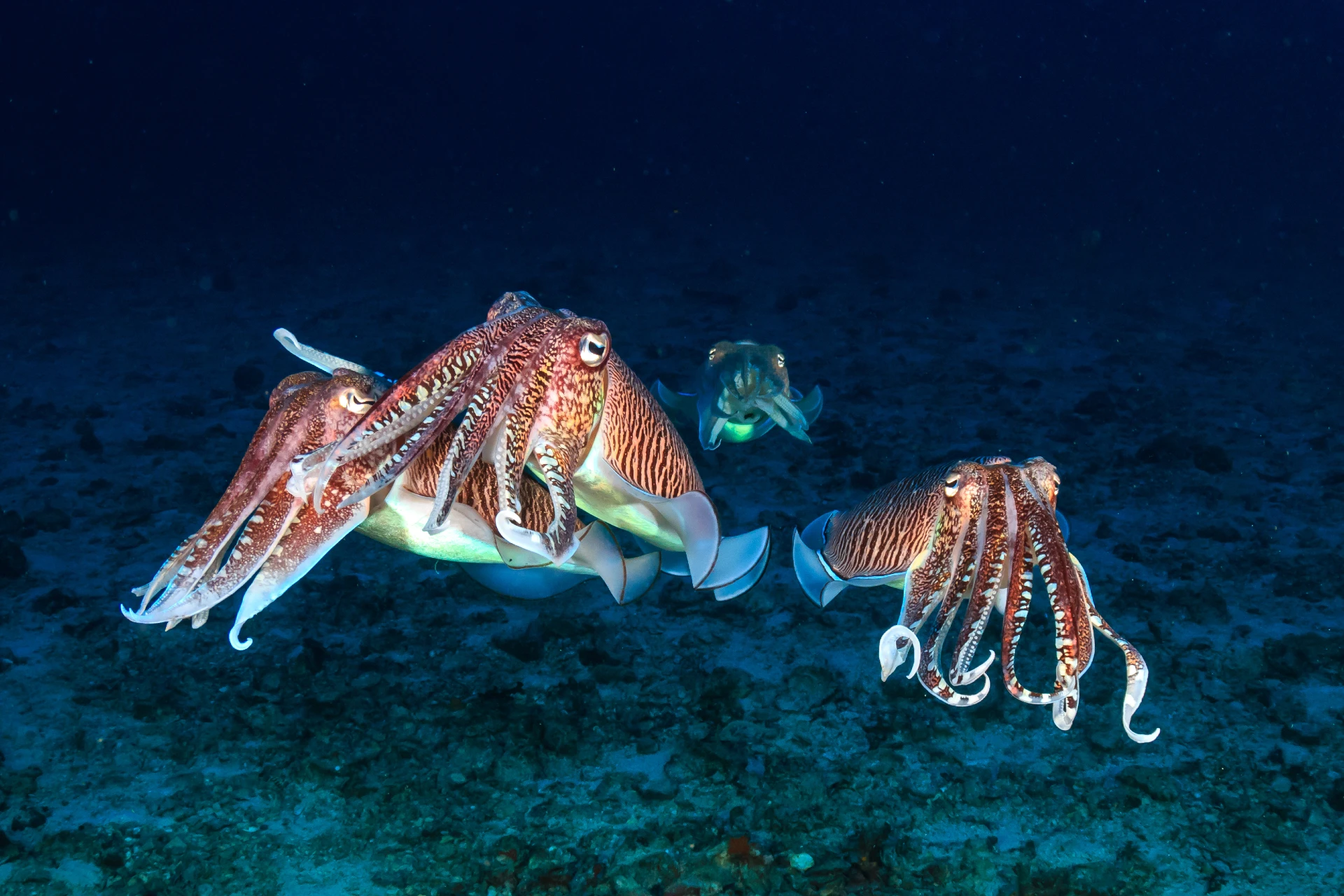 Cuttlefish of Bohol: The Reef's Shape-Shifting Geniuses 1 cuttlefish 1