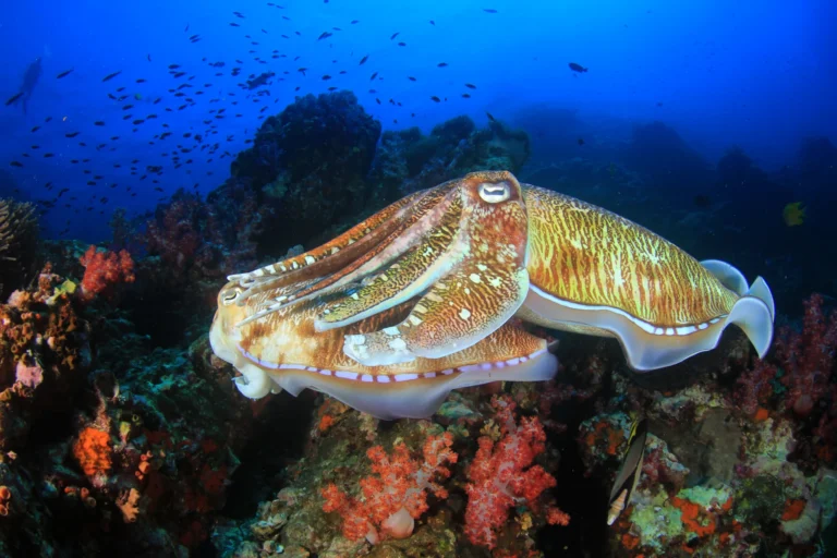 top dive sites of bohol