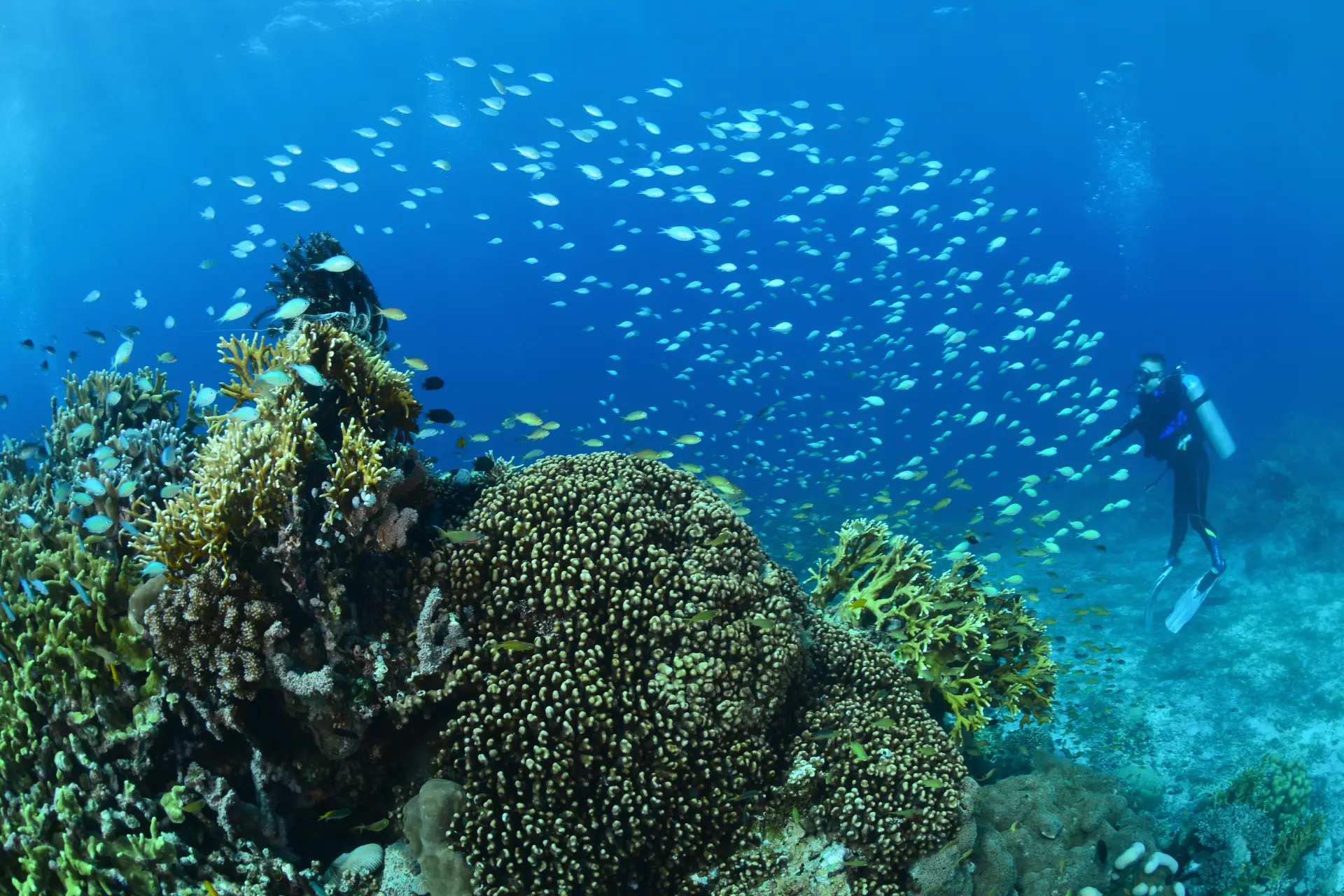 divemaster internship in bohol