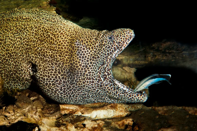 cleanerfish