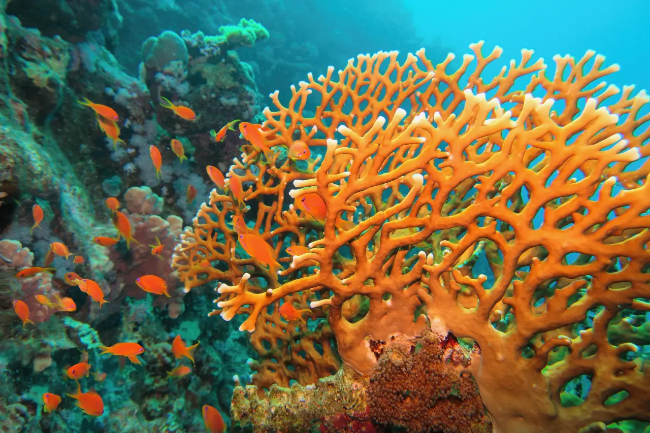 Anthias hovering over the reef in Bohol