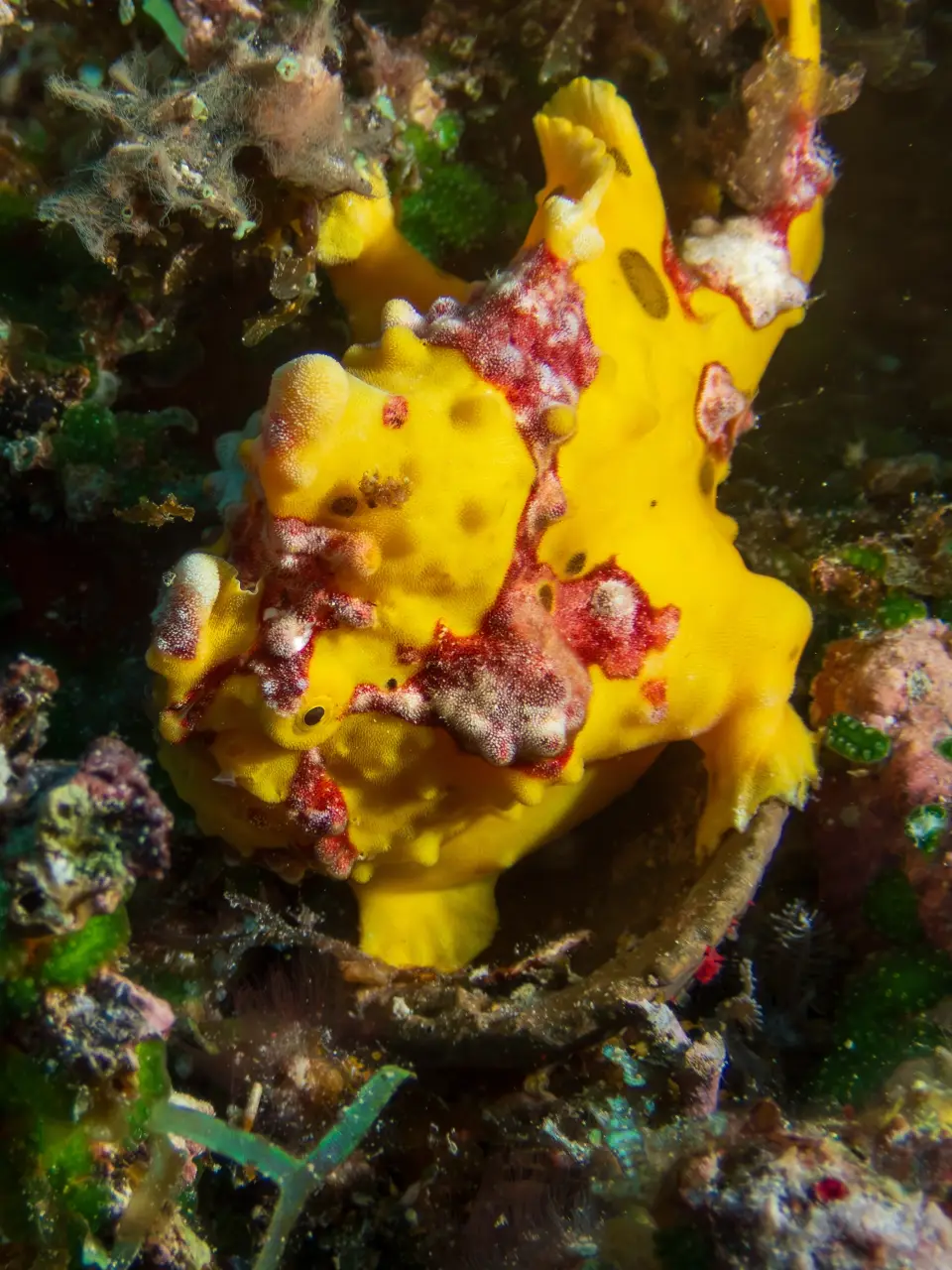 frogfishbohol