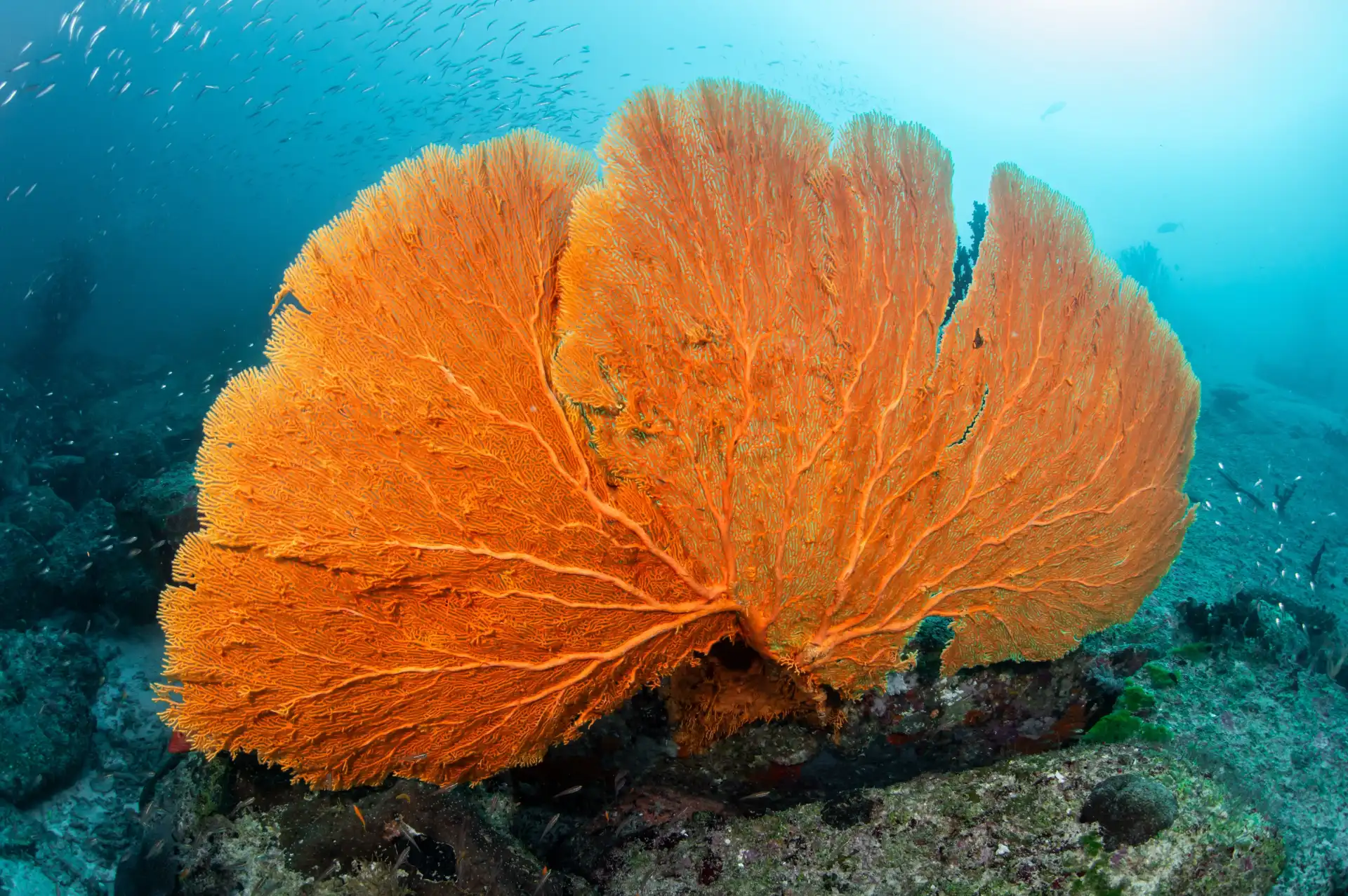 A Diver's Guide to the Coral Reefs of Bohol 3 gorgonian sea fan