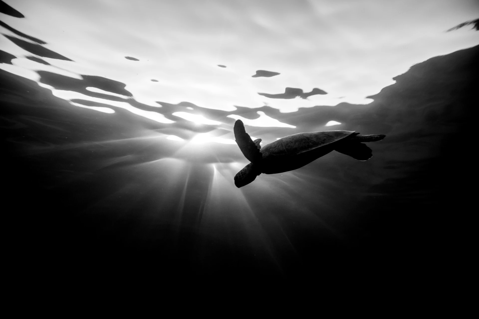 green sea turtle