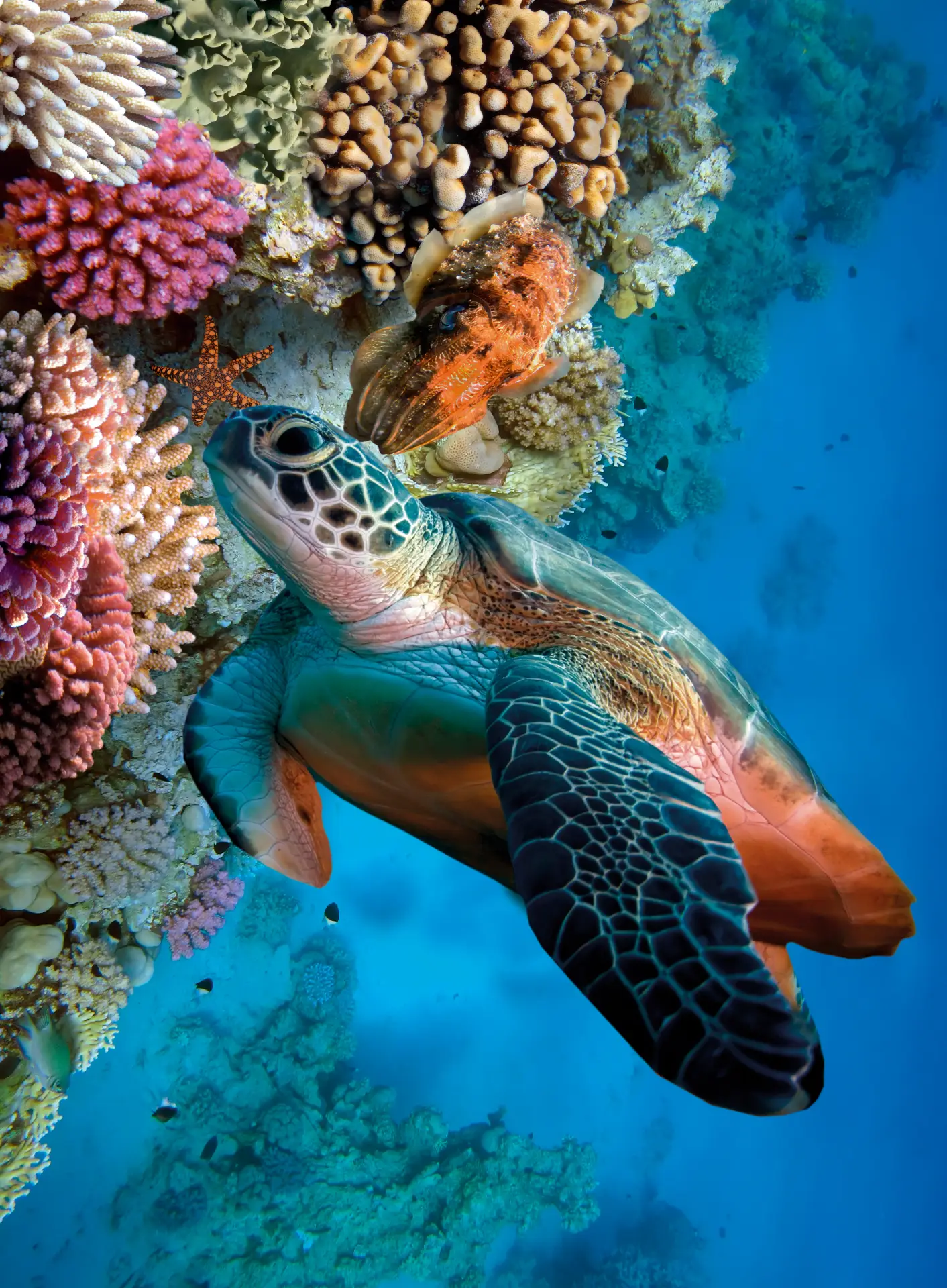 hawksbill sea turtles