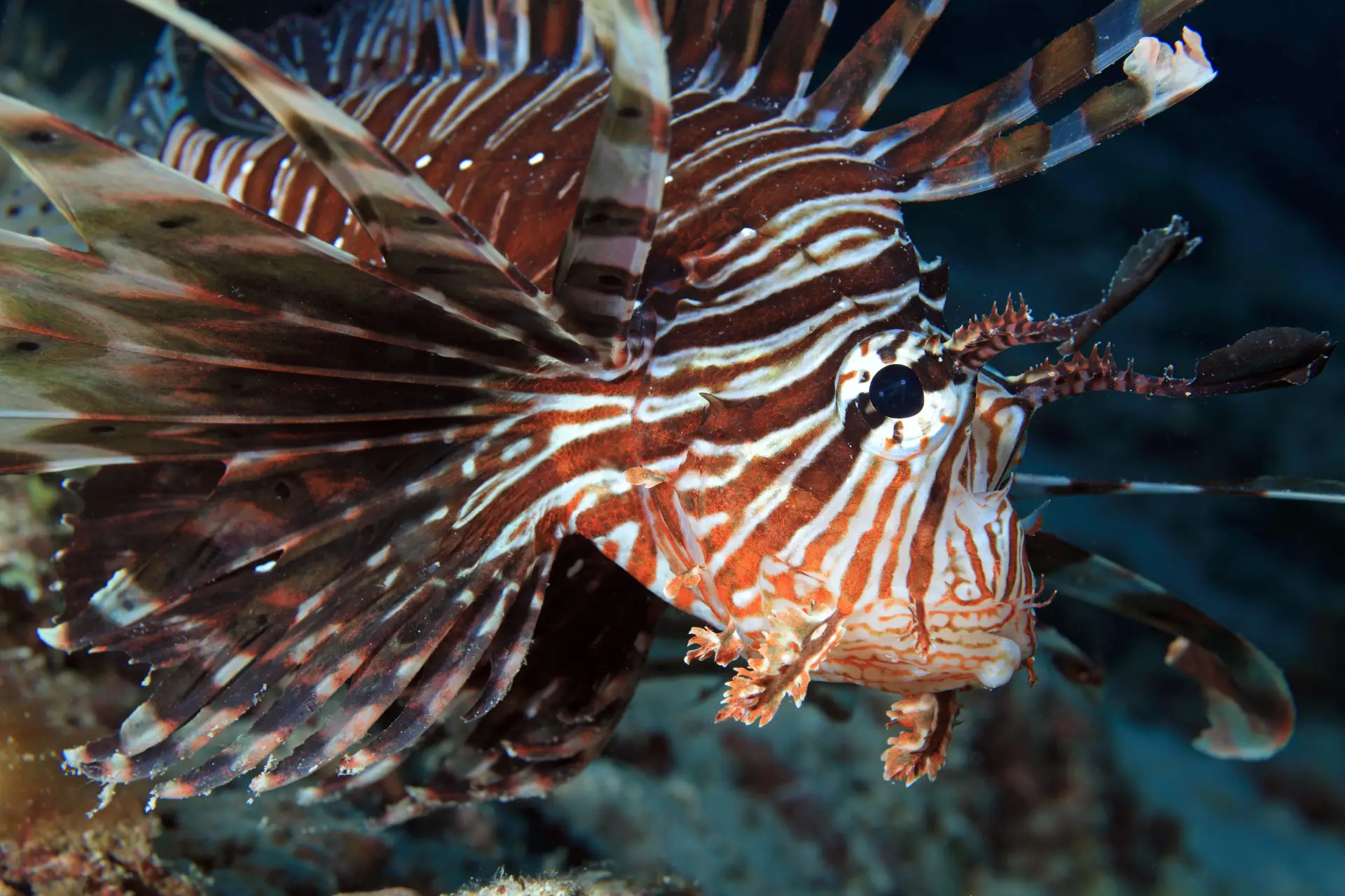 The Spiny Stars of the Reef: Scorpionfish and Lionfish in Bohol 2 lionfish