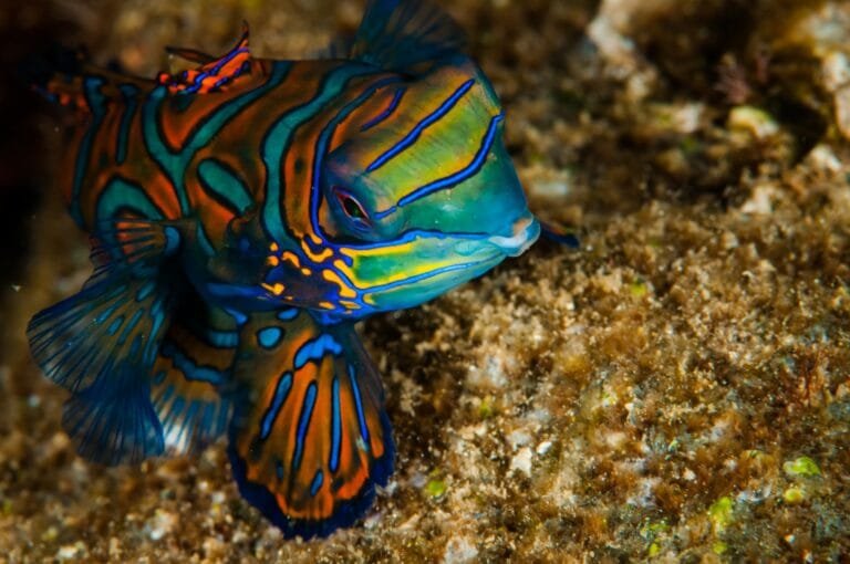 mandarin fish