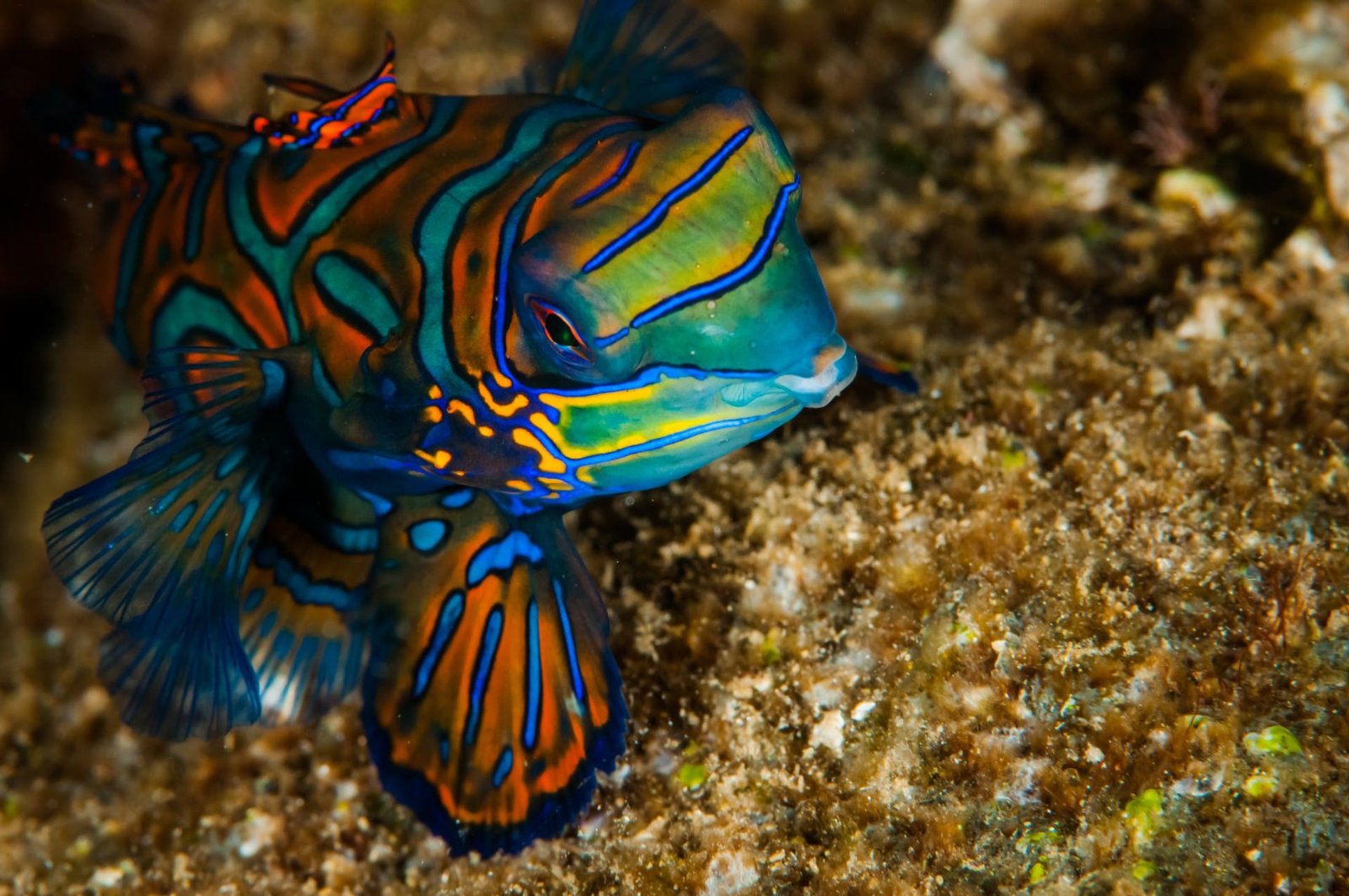 mandarin fish