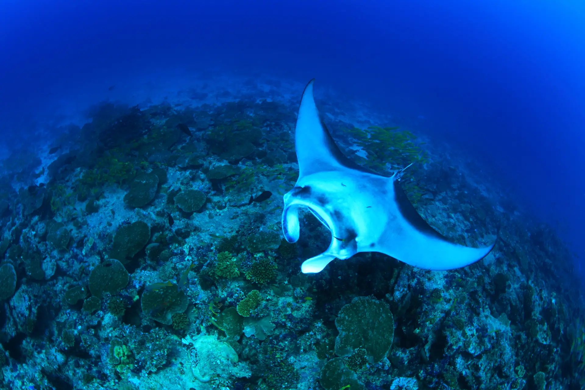 Marine Life Of Bohol 6 manta ray bohol