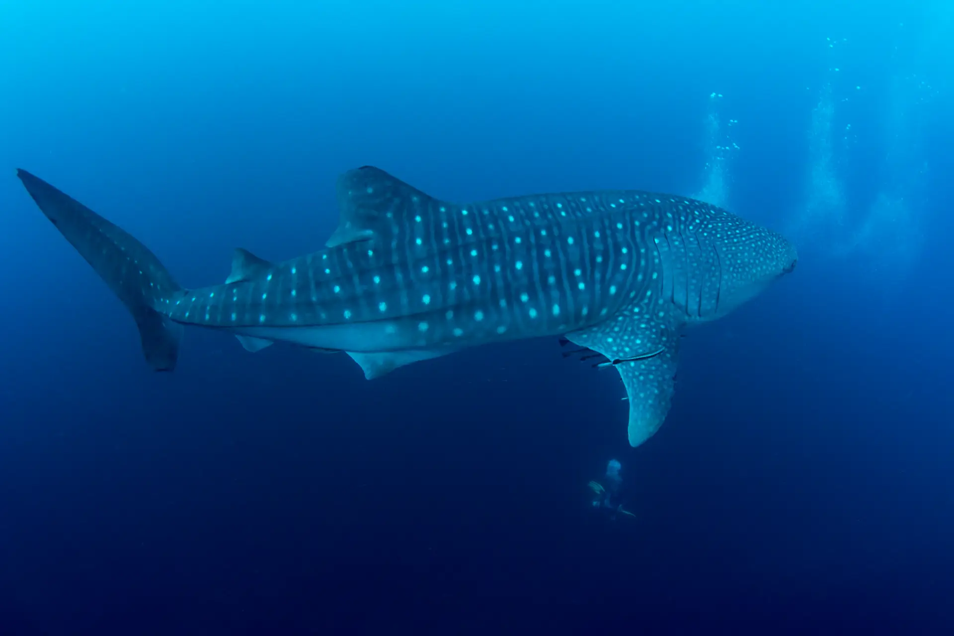 10 Mind-Blowing Facts You Didn't Know About Whale Sharks 1 whale shark very large in Bohol