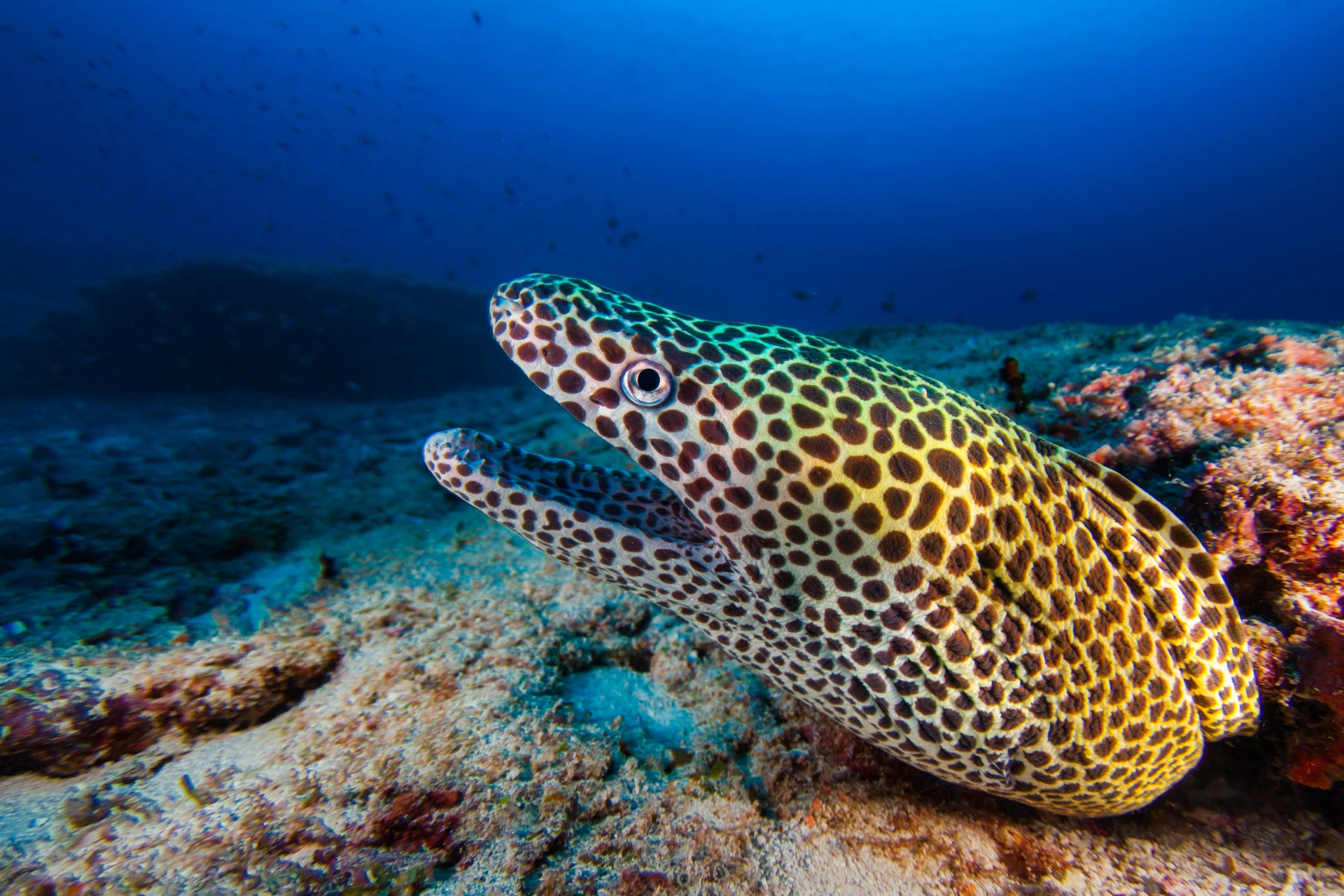 Marine Life Of Bohol 9 moray1