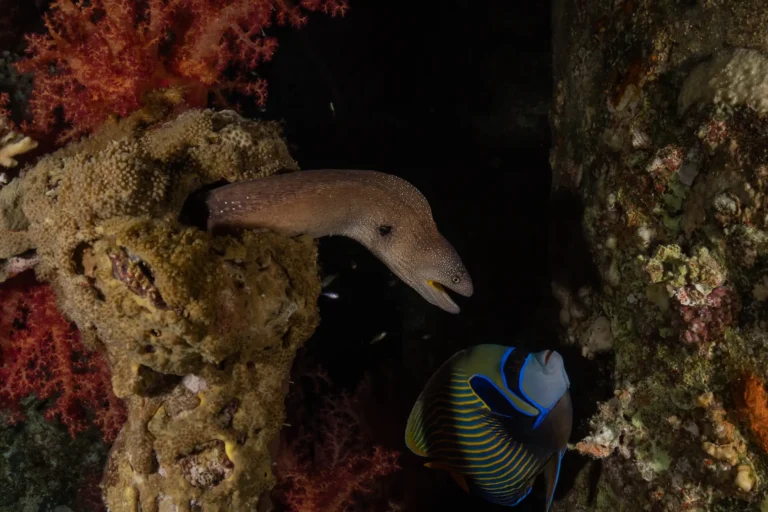moray eel