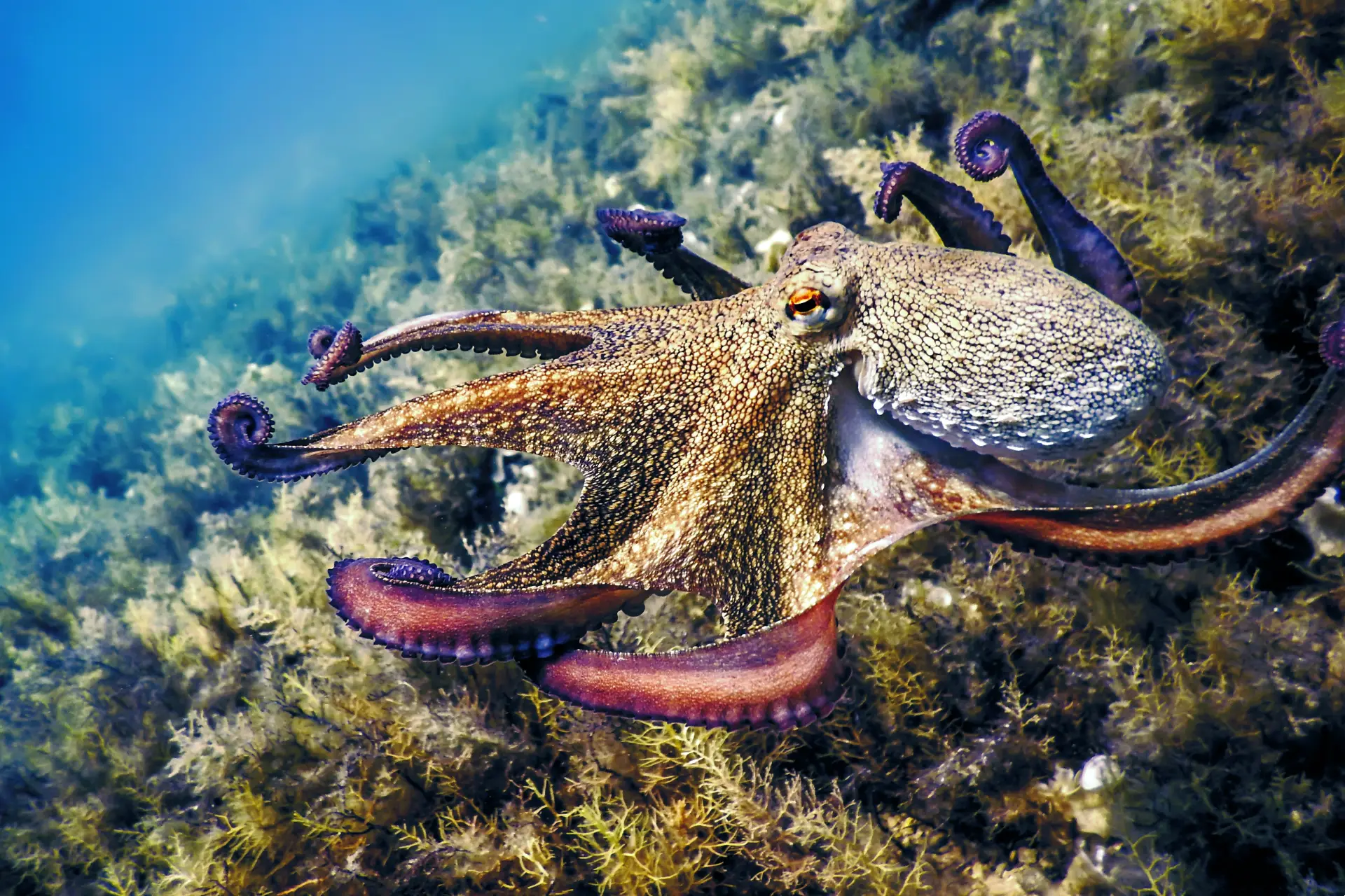 ocotpus free swimming
