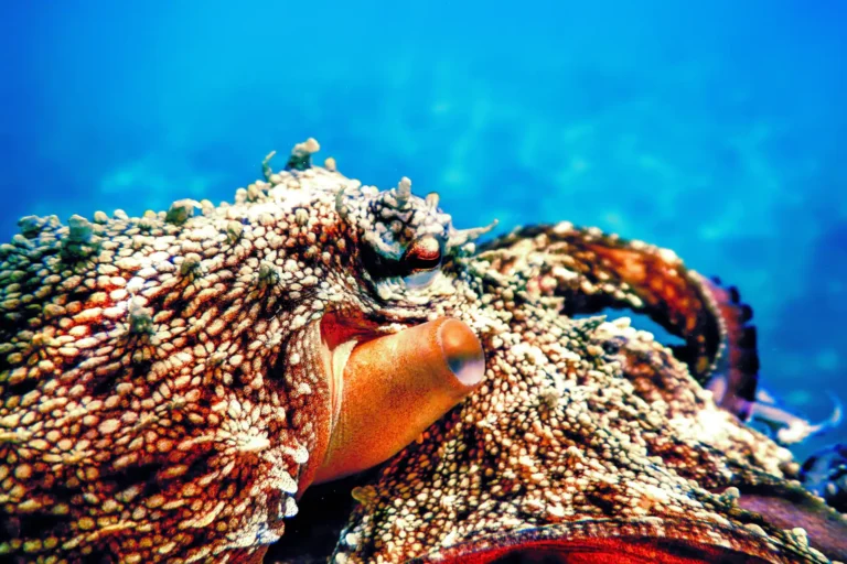 octopus in bohol