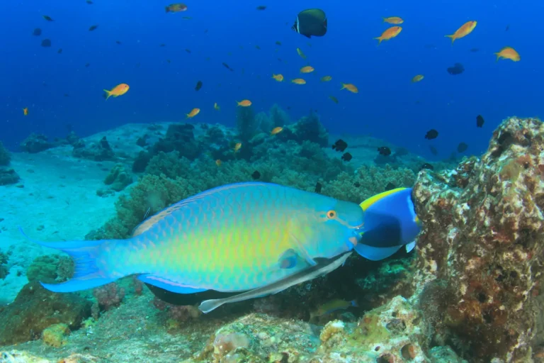 parrotfish