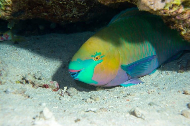 The Parrotfish Paradox: Meet the Fish That Makes Bohol's White Sand 1 parrotfishphilippinesftr