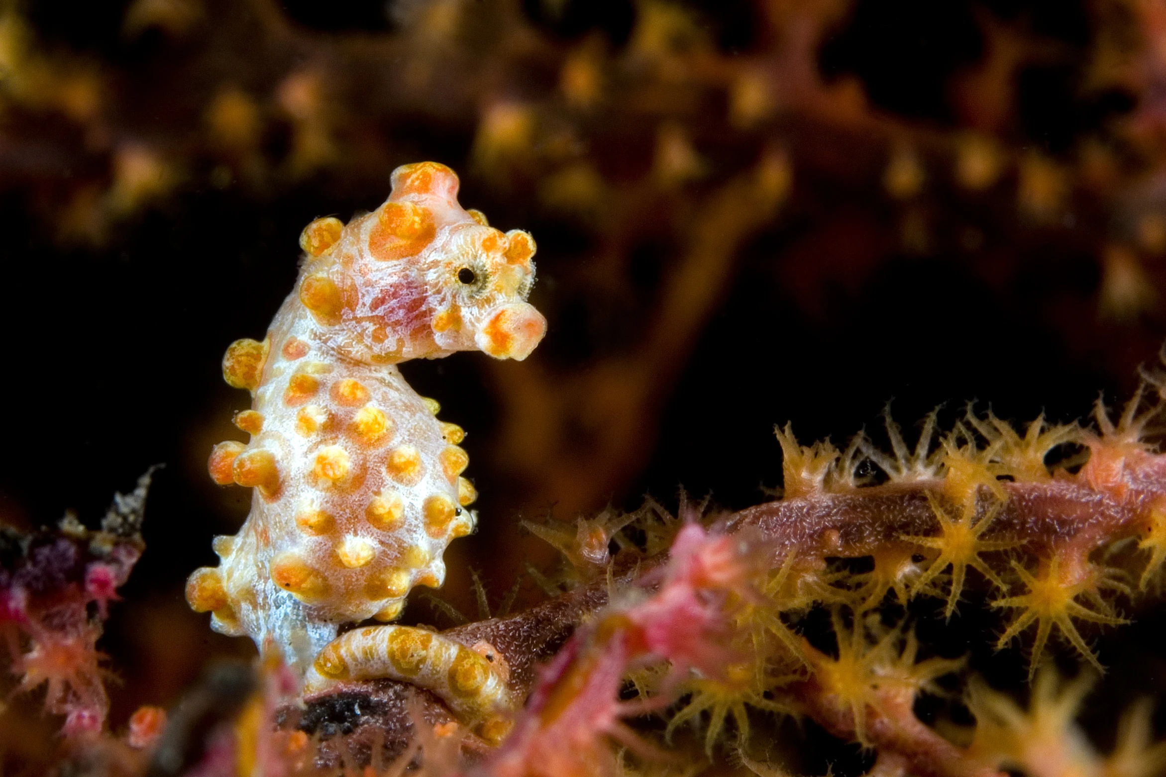 Marine Life Of Bohol 5 pygmy seahorse