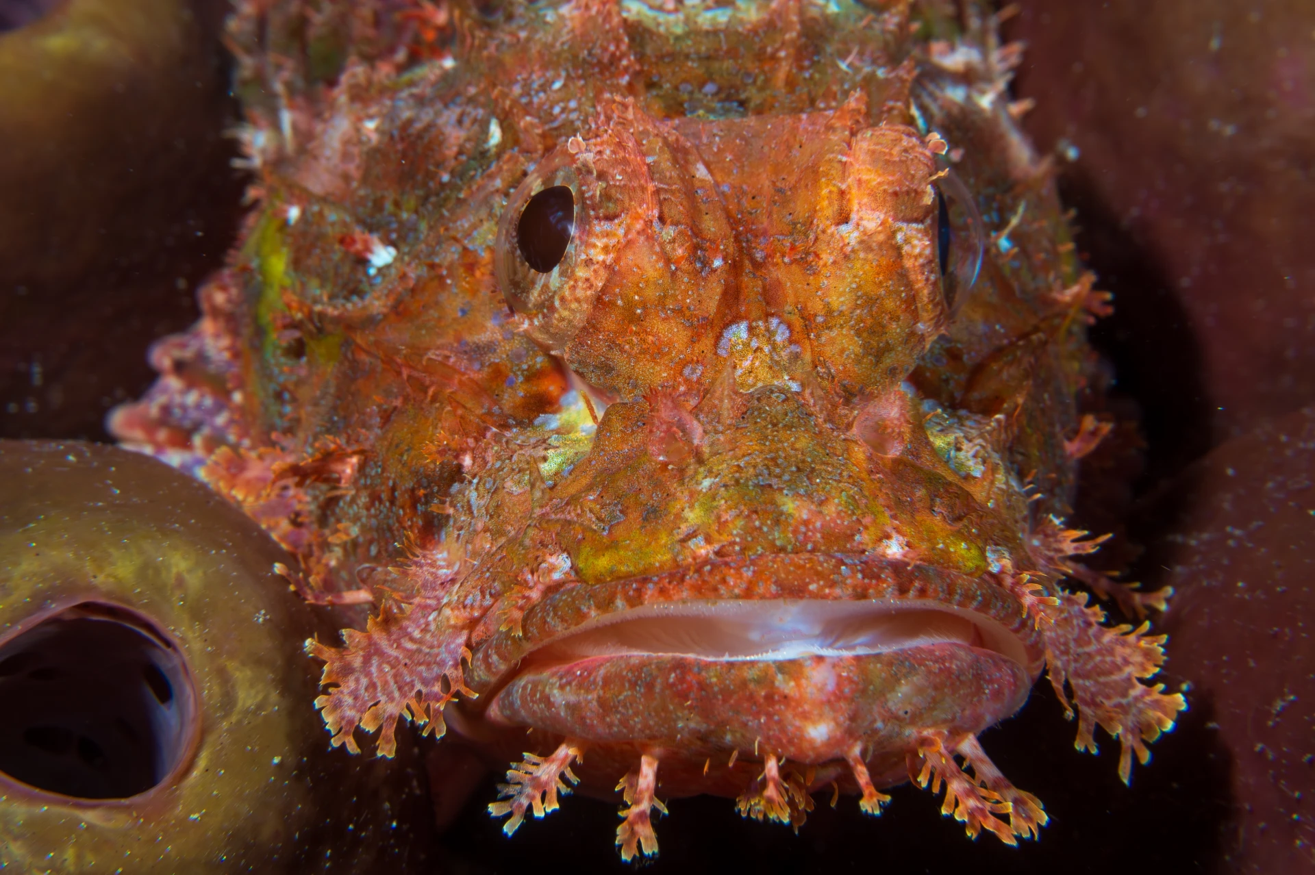 The Spiny Stars of the Reef: Scorpionfish and Lionfish in Bohol 1 scorpionfish bohol