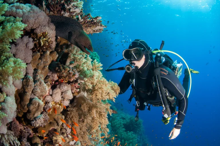 reef communication