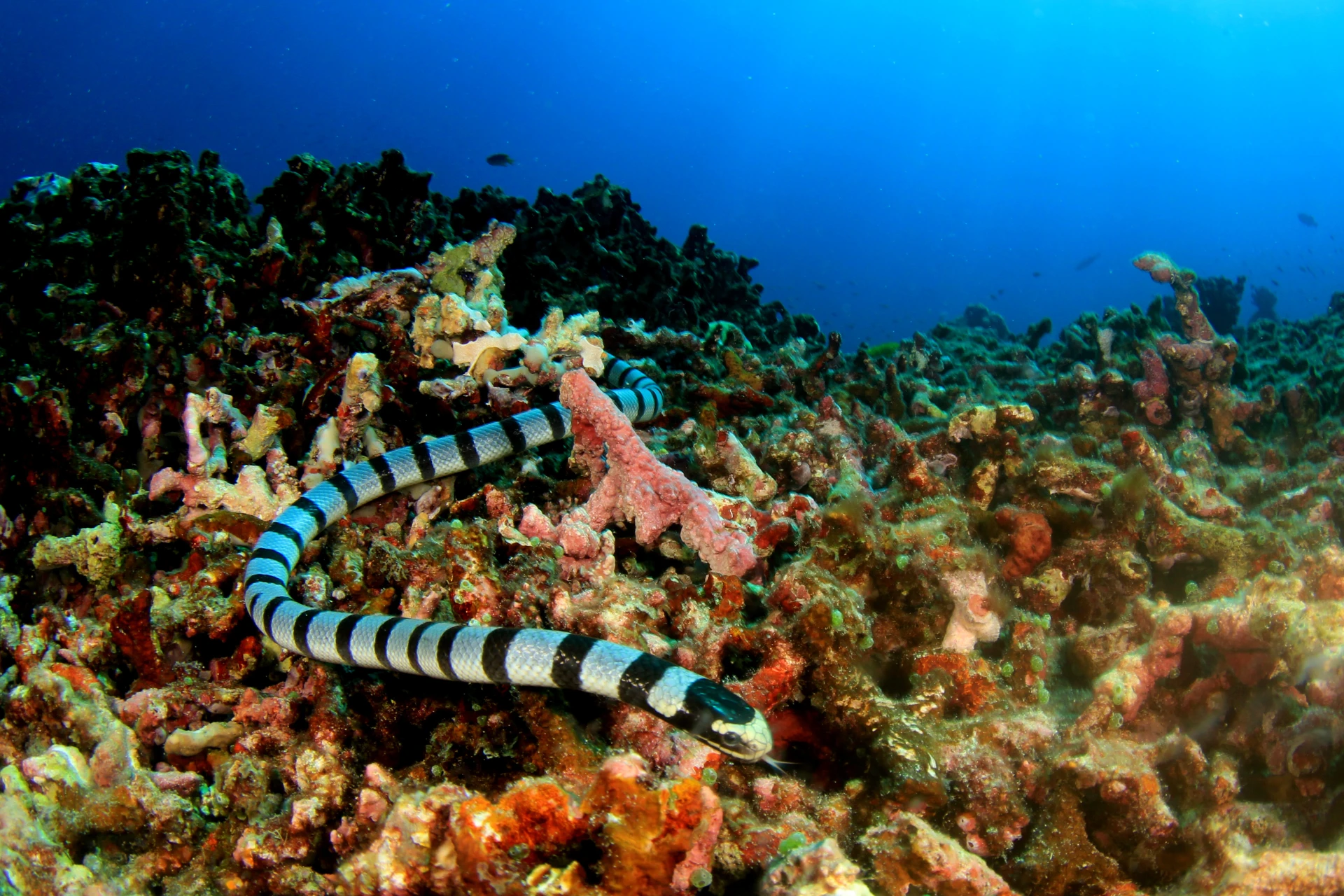 Marine Life Of Bohol 8 sea snake