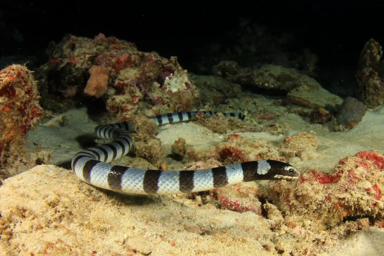 sea krait