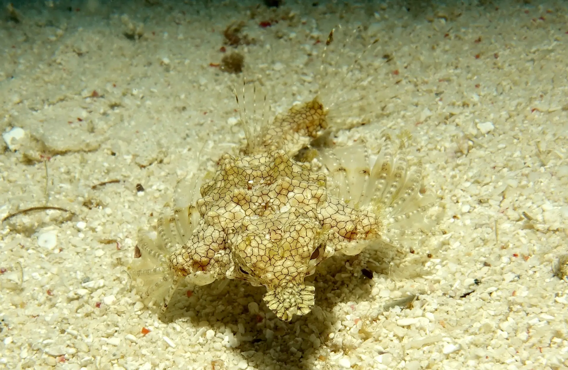 sea moth in bohol
